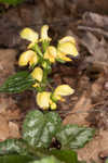 Yellow archangel